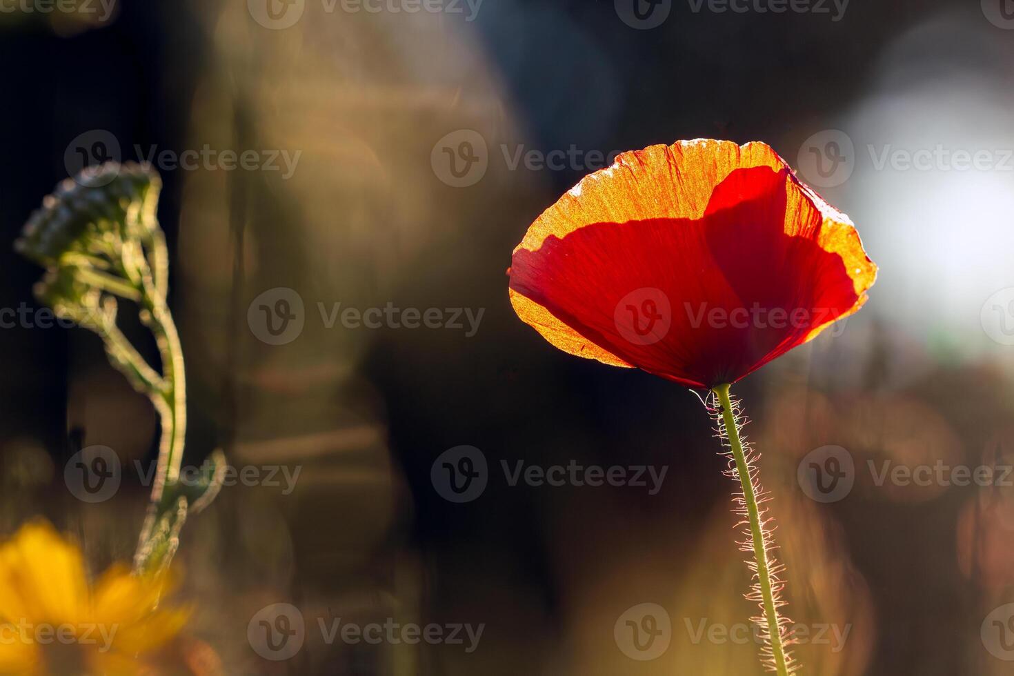 horizontal image of a blooming bright red poppy against a blue sky. mobile web banner, summer mood, summer blooming meadow photo