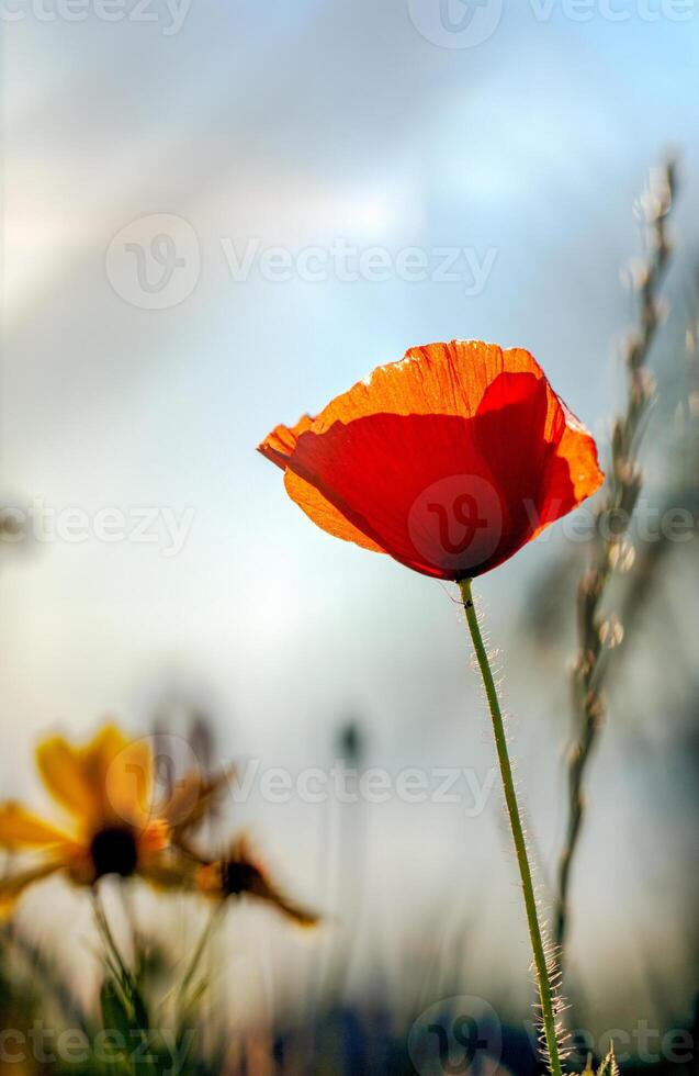 vertical image of a blooming bright red poppy against a blue sky. mobile web banner, summer mood, summer blooming meadow photo