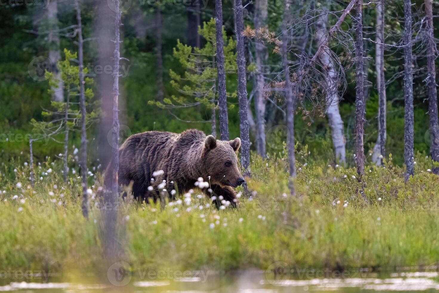 Brown bear in taiga, walk around the lake. photo