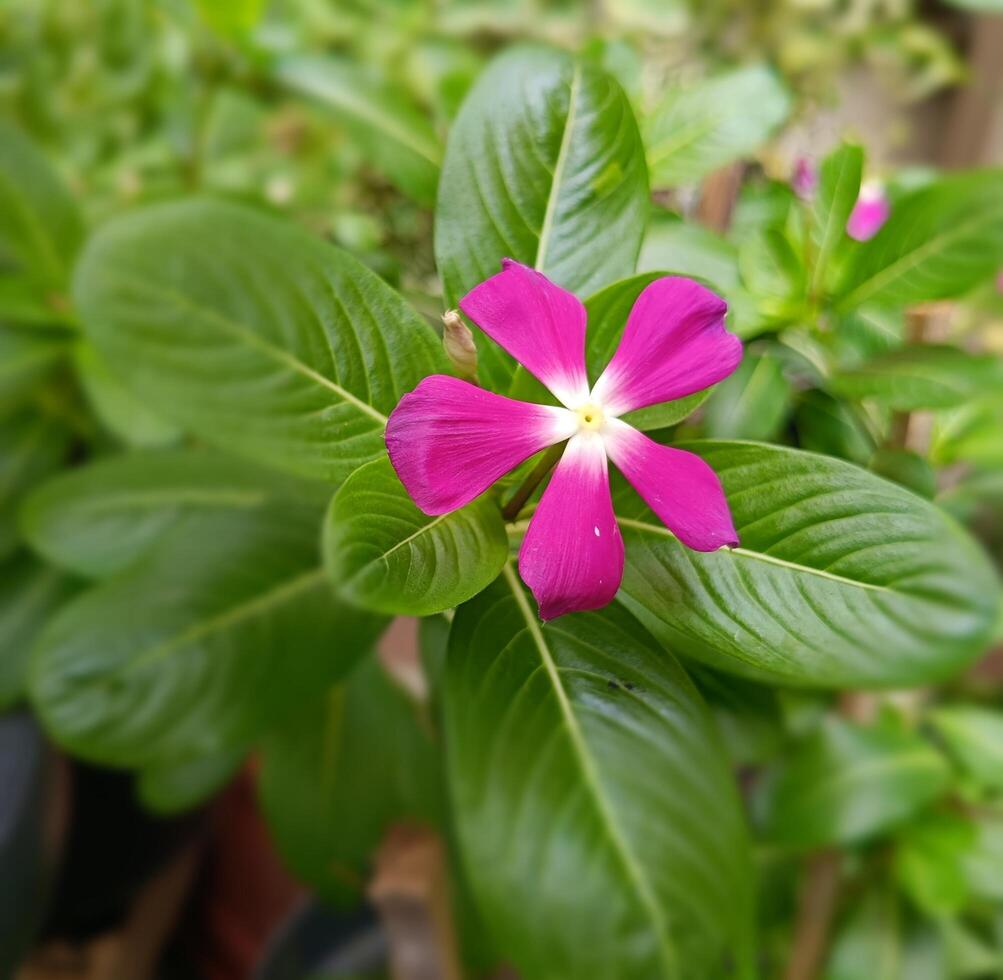 closeup of beautiful flowers in terrace photo