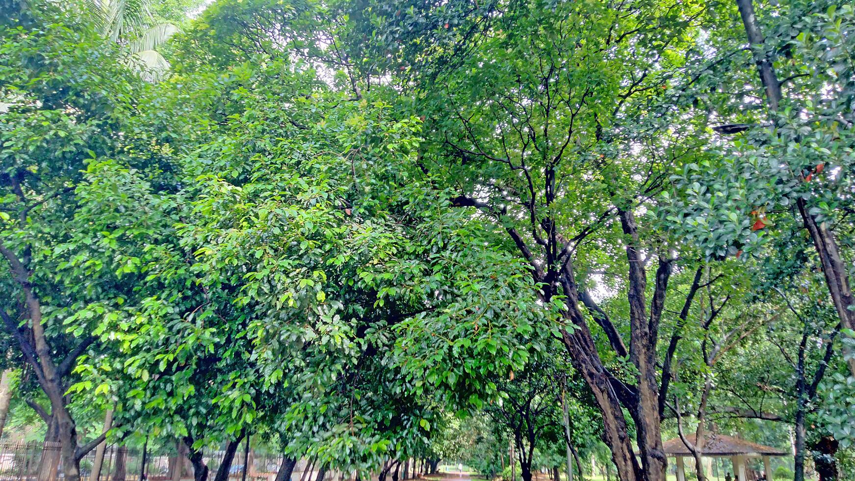 Wonderful View of green trees in forest photo