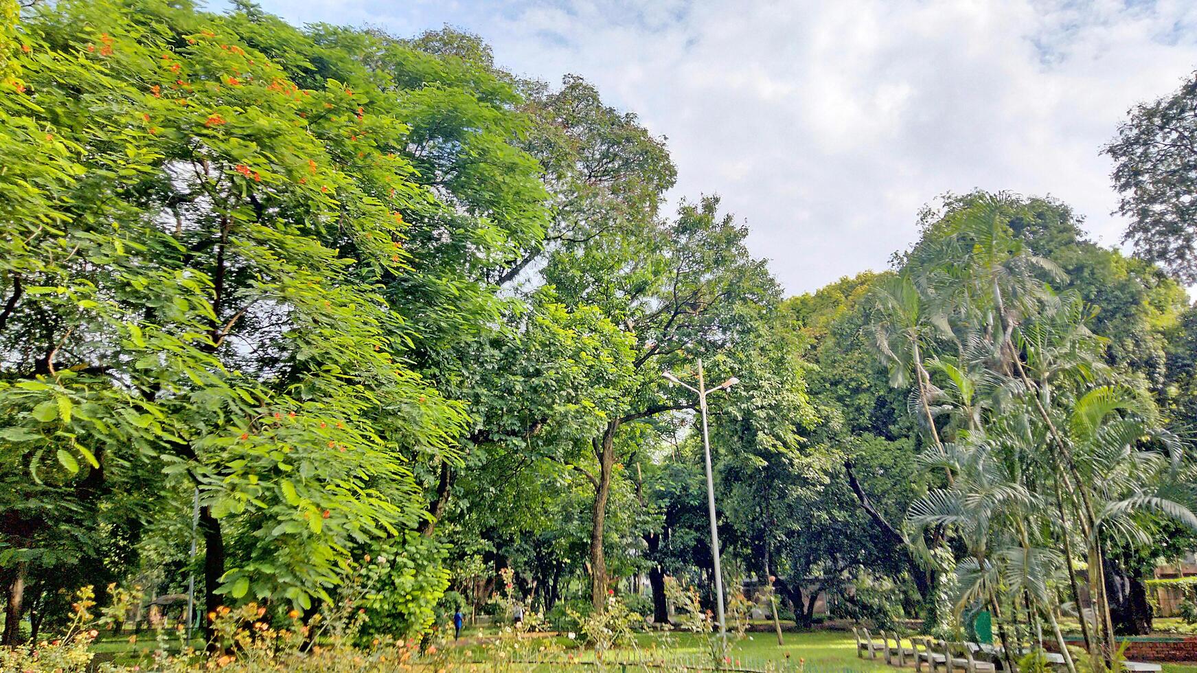 Wonderful View of green trees in forest photo