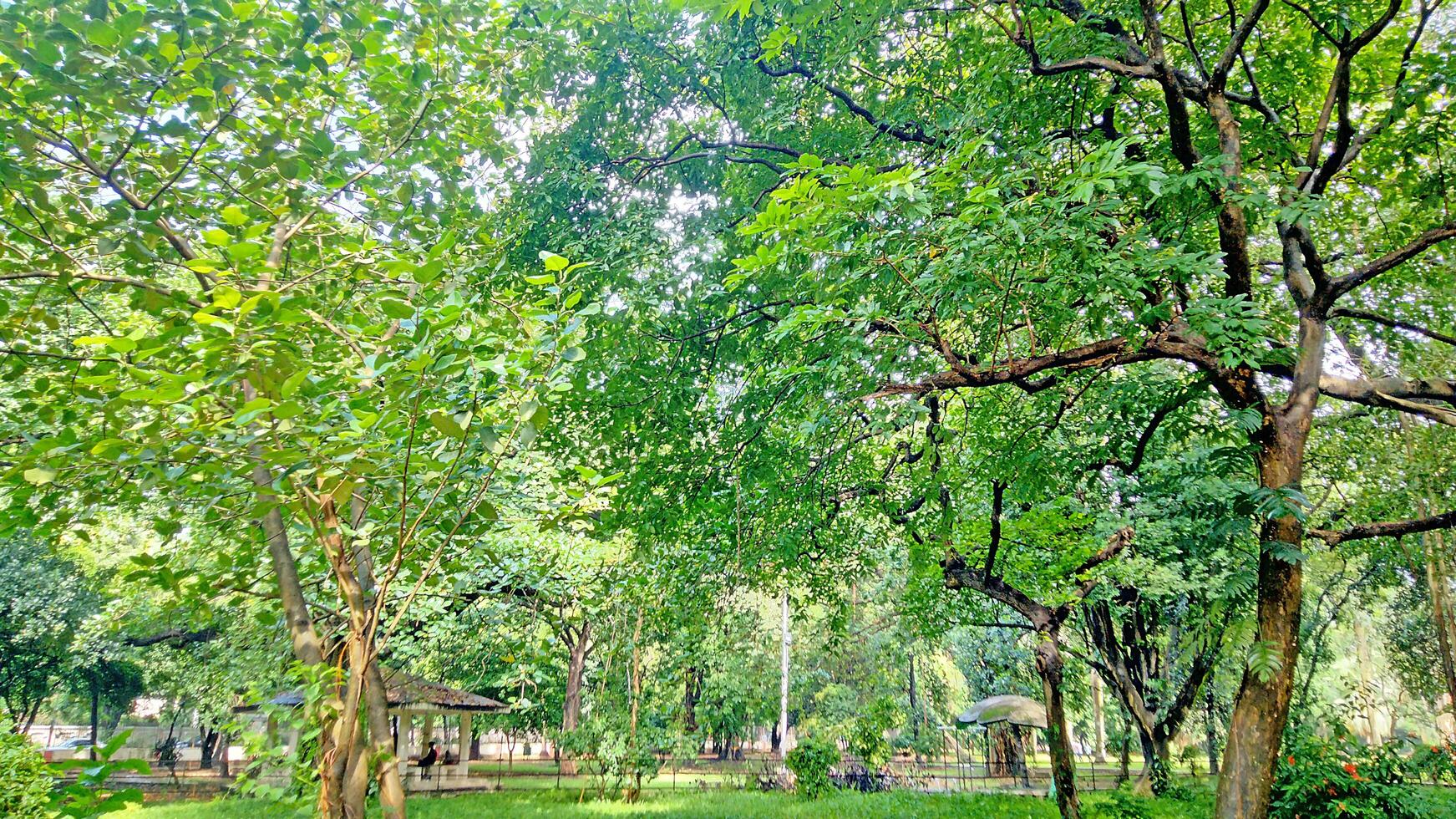 Wonderful View of green trees in forest photo