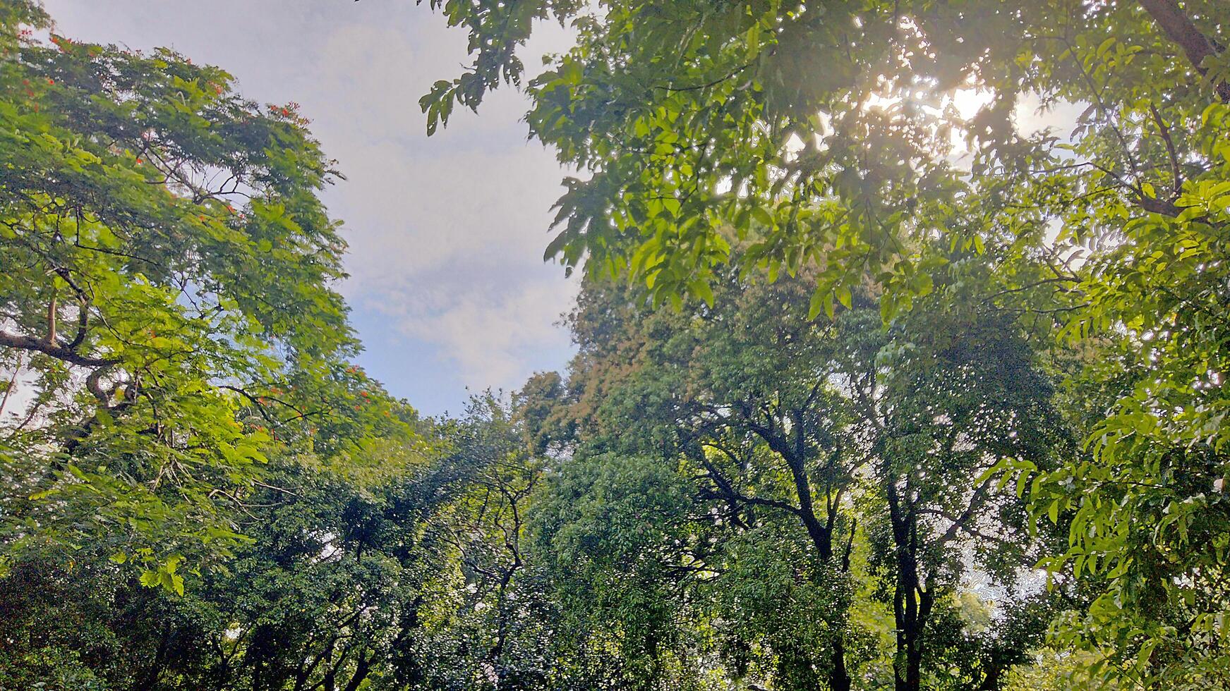 Wonderful View of green trees in forest photo