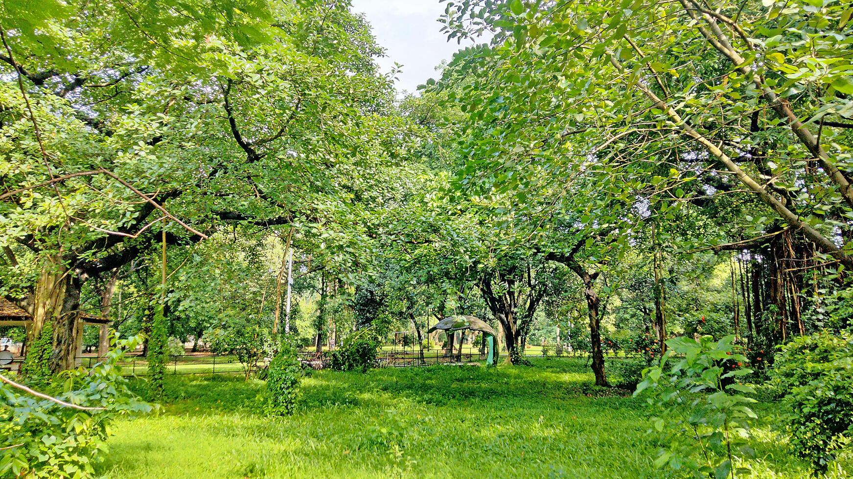 Wonderful View of green trees in forest photo