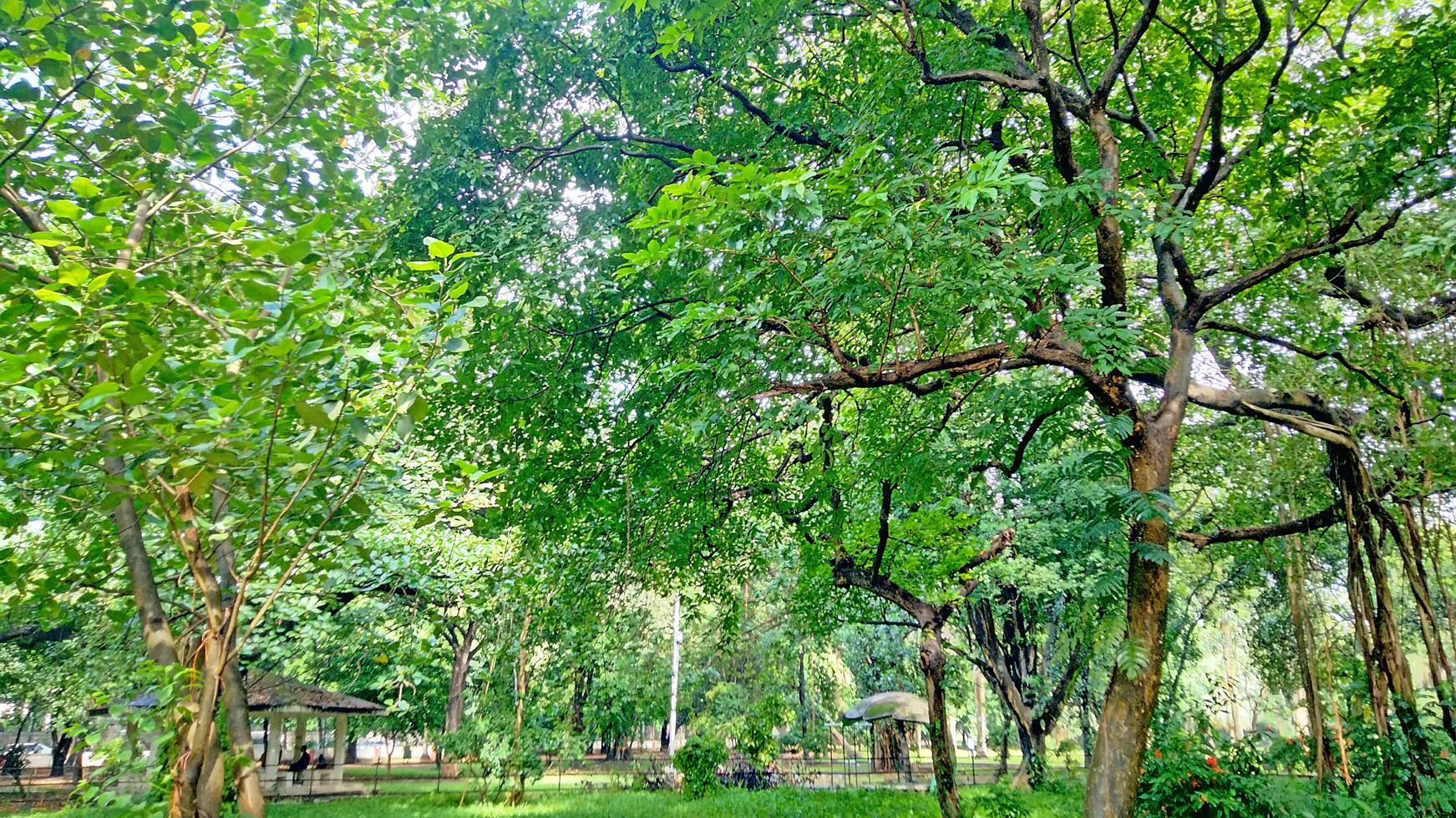 Wonderful View of green trees in forest photo