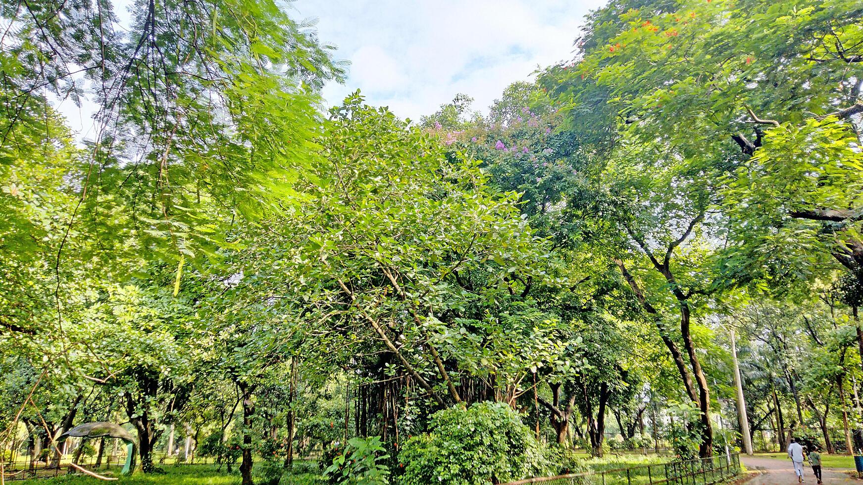 Wonderful View of green trees in forest photo