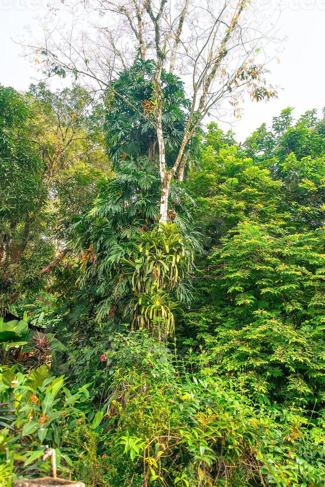 Epiphytic plants on a tree in Corcovado National Park in Costa Rica photo