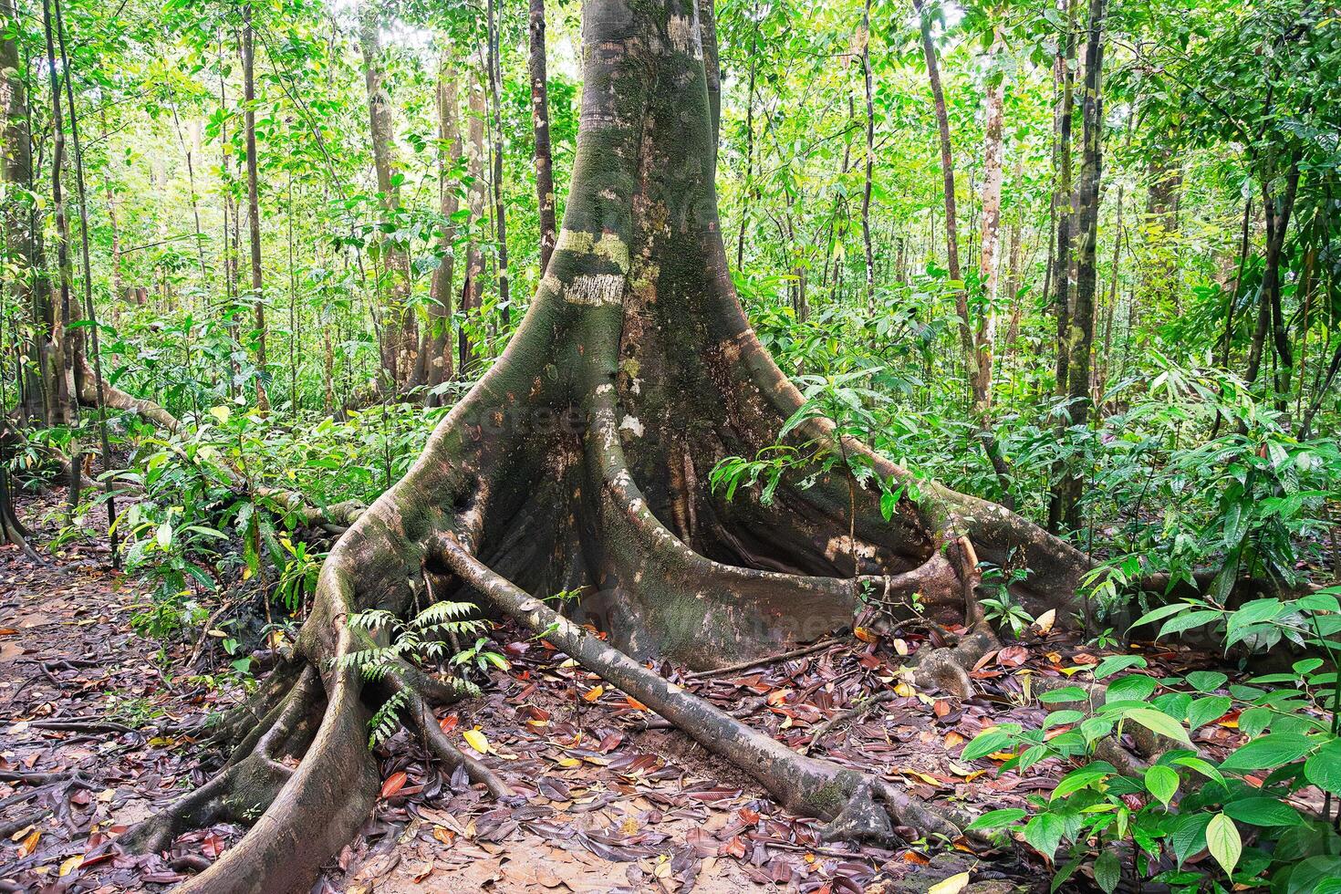 An old fig tree in Corcovado National Park in Costa Rica photo