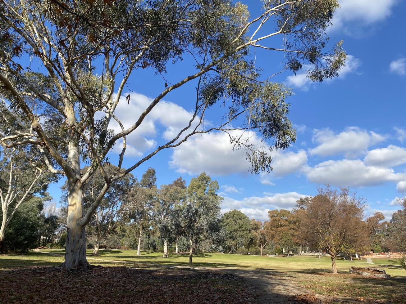 Willow Park, offers large open spaces area of natural, or planted space set aside for human enjoyment and recreation , at Wodonga city in Victoria, Australia. photo