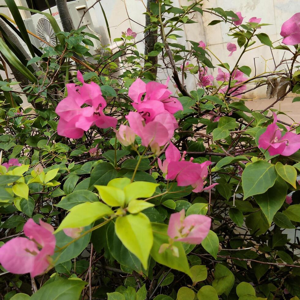 View of bougainvillea flowers in the garden photo