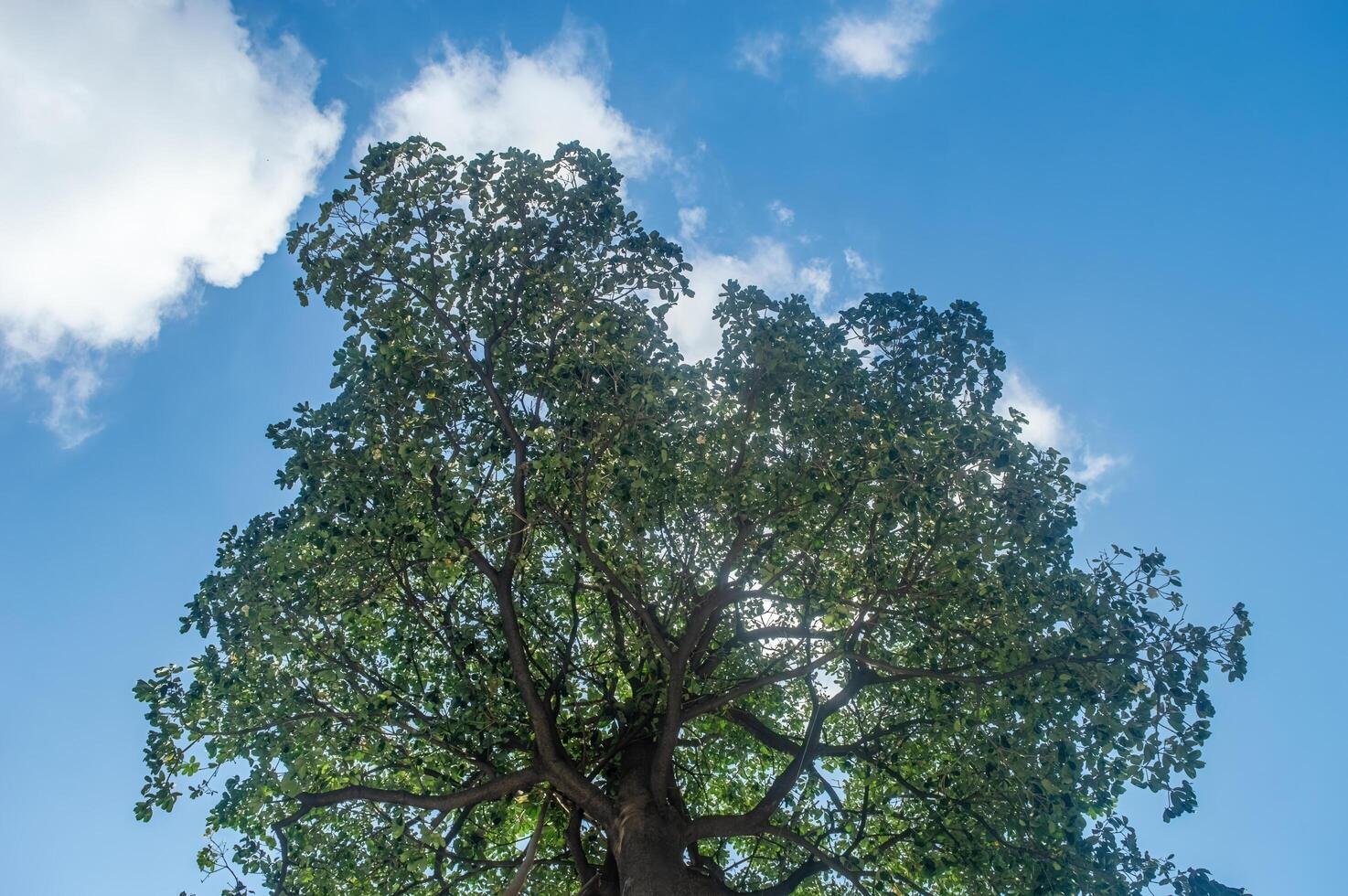low angle of a big tree against a bright blue sky background photo