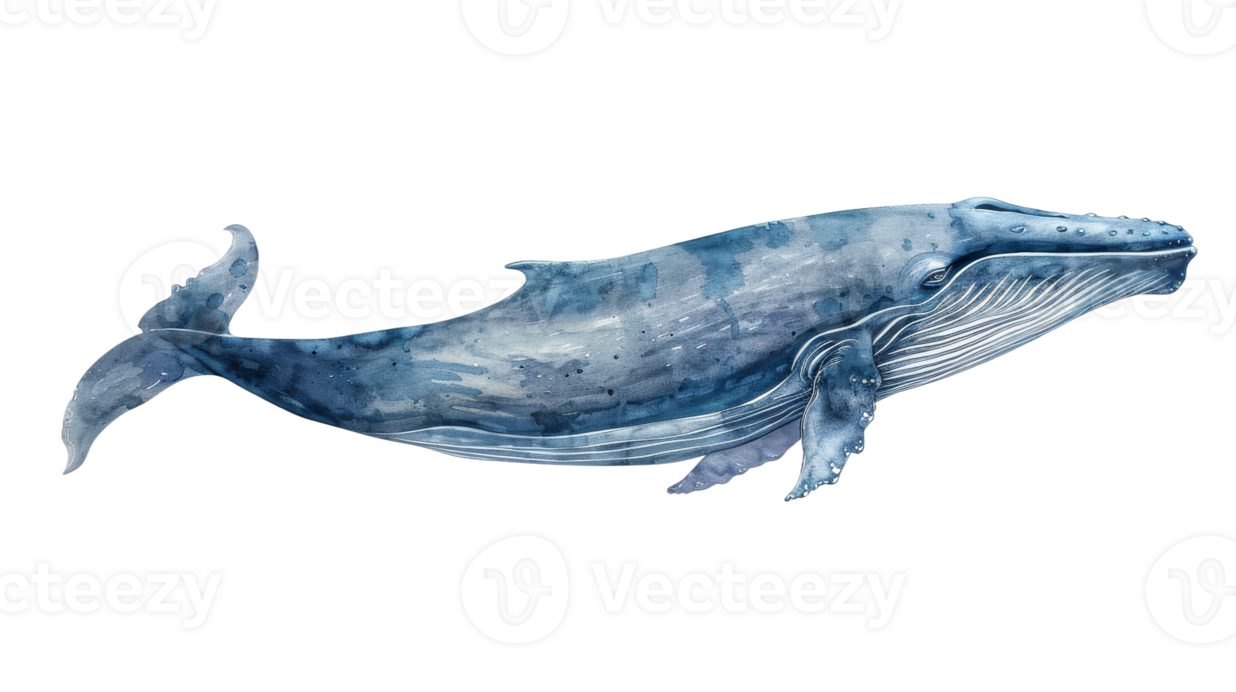 Blue Whale in Watercolor on isolated Transparent background. Format png
