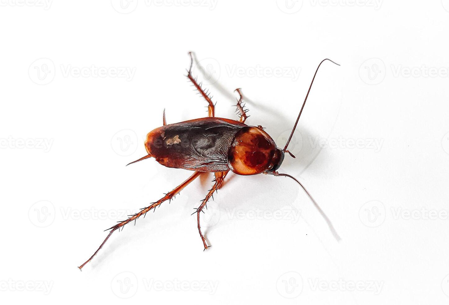 Cockroach pose isolated on white background. Close up of dead cockroach image. photo