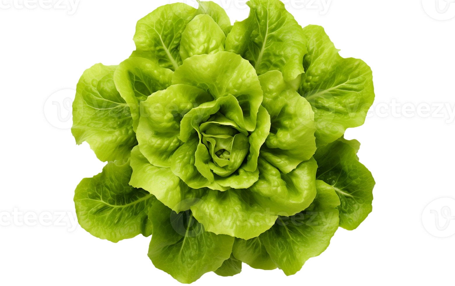 Lettuce Top View on White Transparent Background png