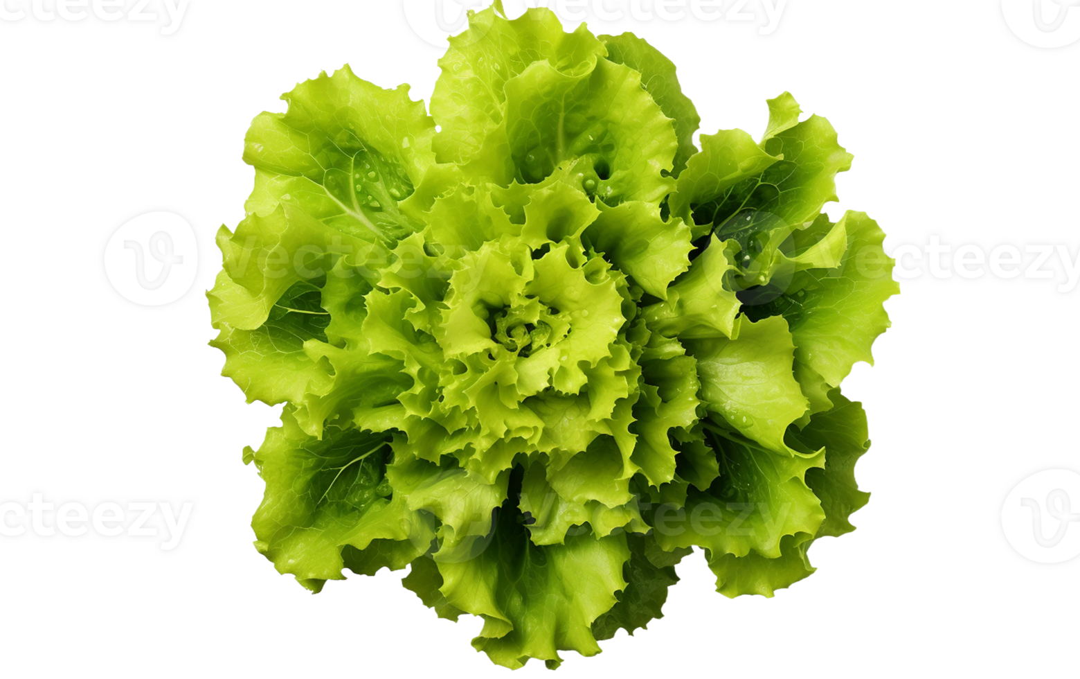 Lettuce Top View on White Transparent Background png