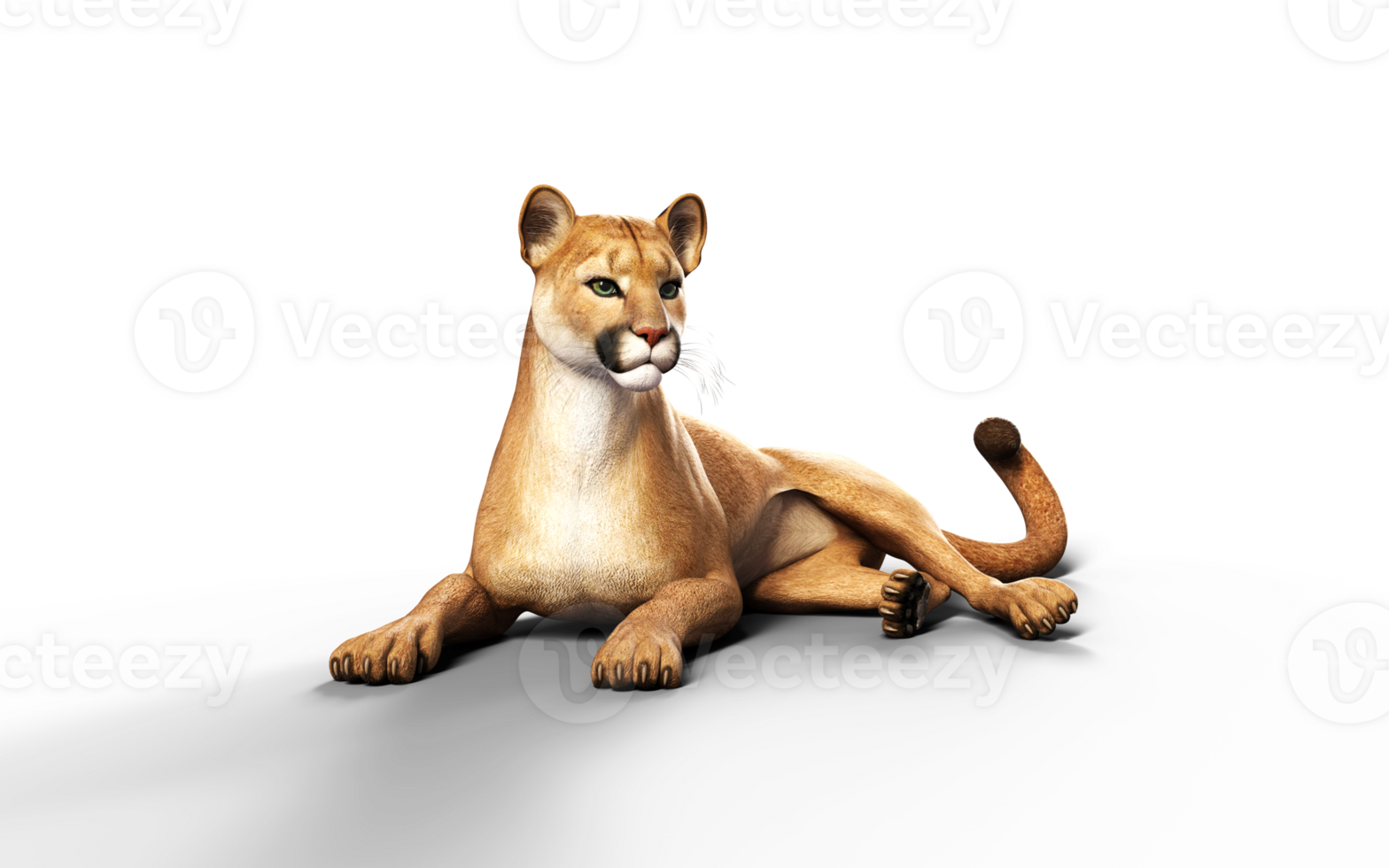 3d Illustration Portrait of Cougar Isolated Background with Clipping Path. png