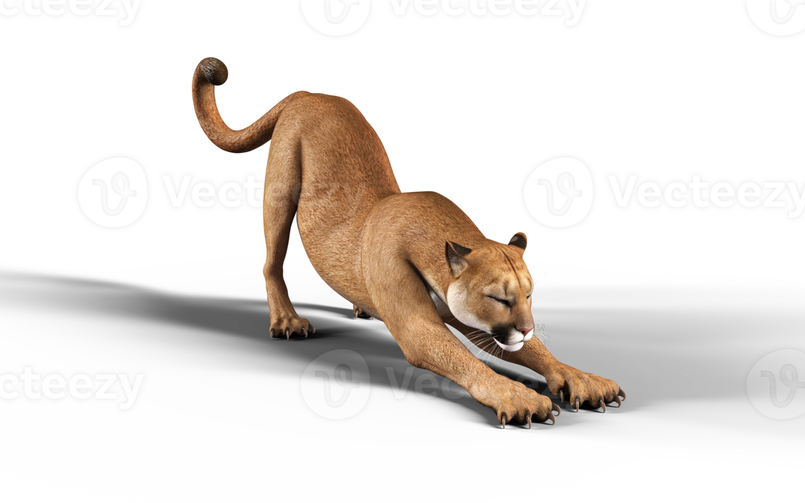 3d Illustration Portrait of Cougar Isolated Background with Clipping Path. png