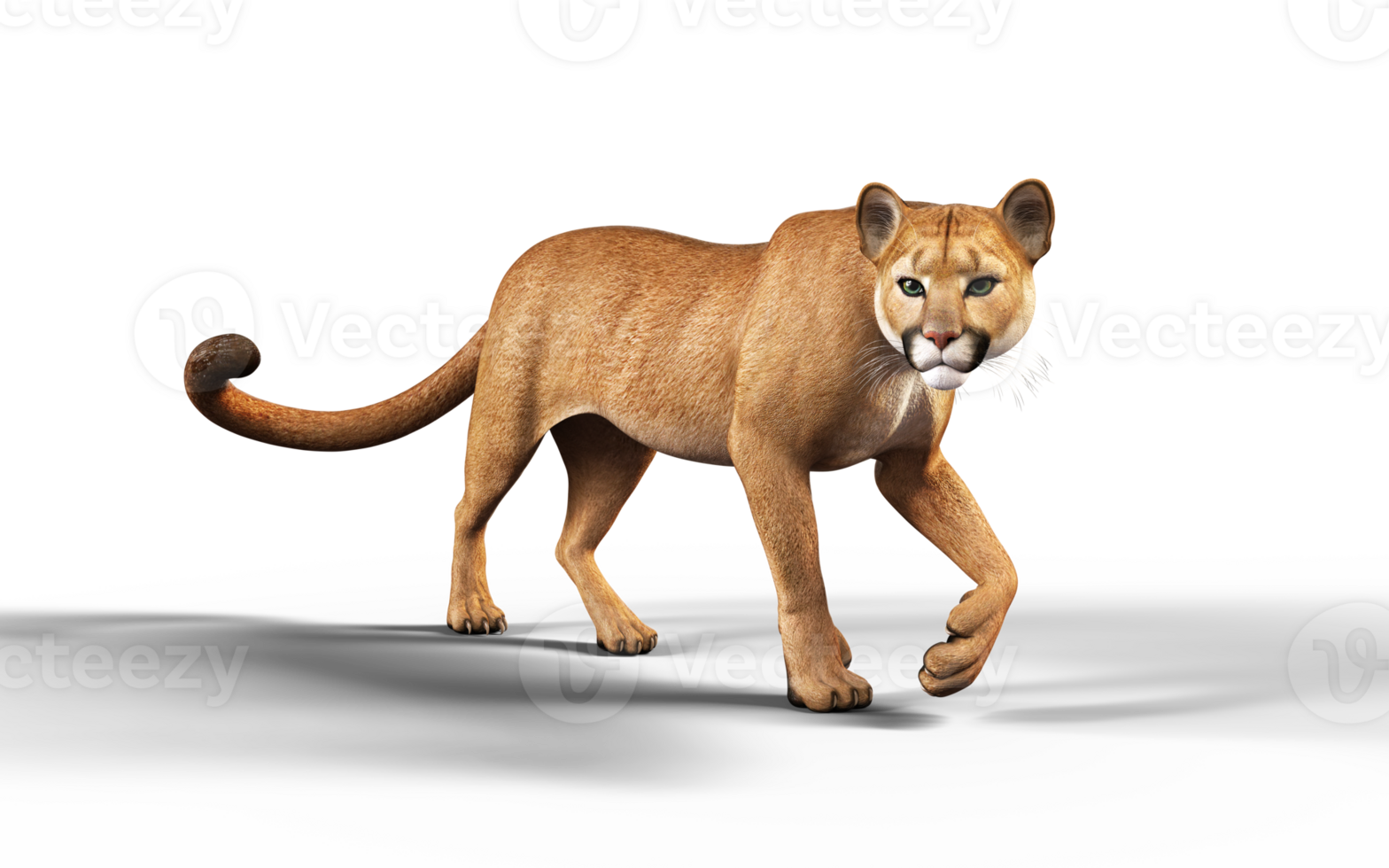 3d Illustration Portrait of Cougar Isolated Background with Clipping Path. png