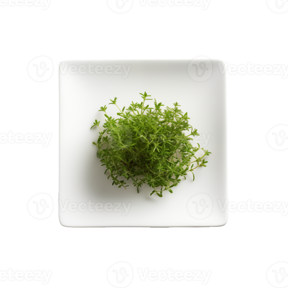 Thyme with Transparent Background png