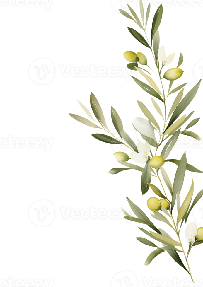 Fleaves, flowers, and olive leaves design elements Transparent background png