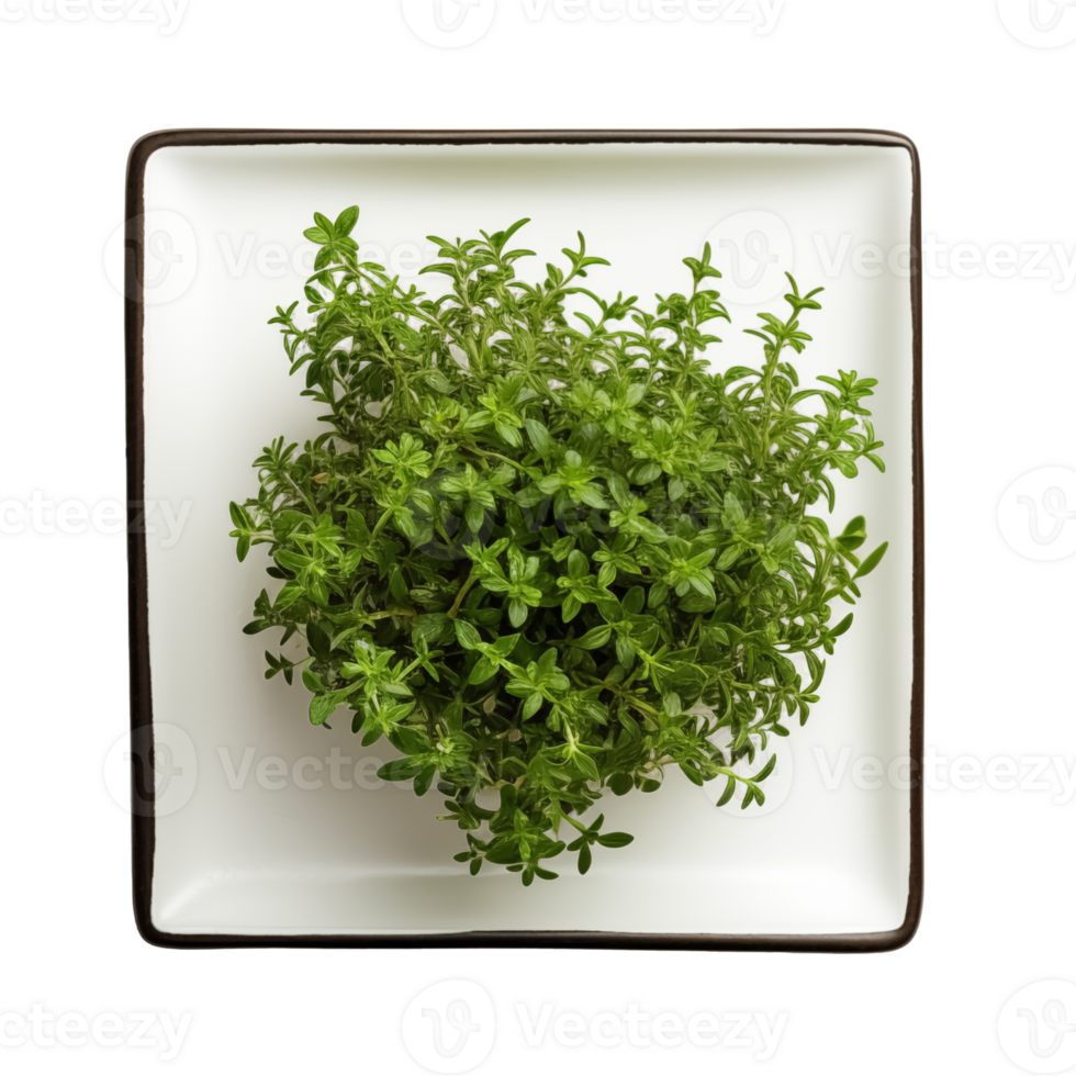Thyme with Transparent Background png