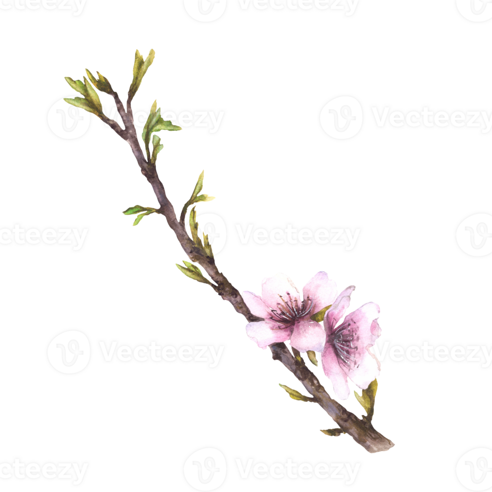 Almond blossom branch with leaves and flowers. Spring watercolor illustration hand painted. Floral apple or sakura buds. Clipart for greeting, wedding card, product label design on isolated background png