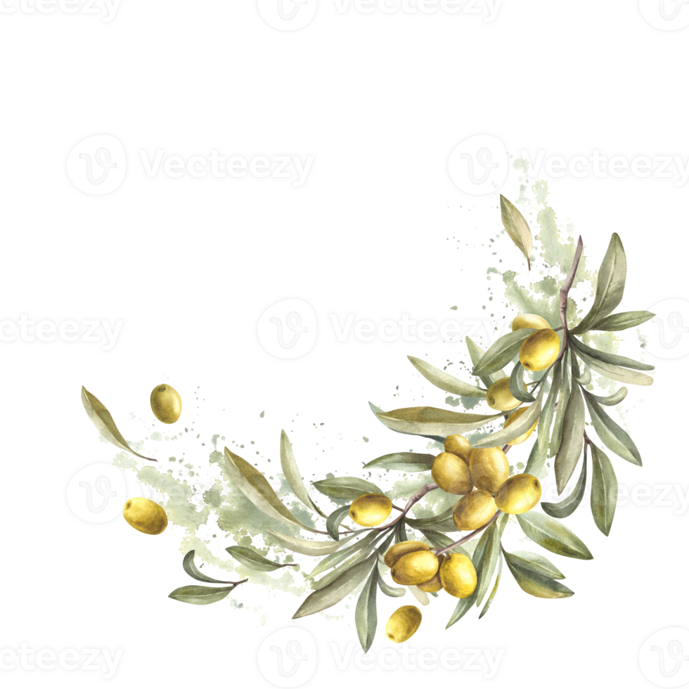 Olive tree branch with leaves and fruit berries on watercolor green brush stroke background. Floral semicircular botanical clipart. Template for greeting card, product label on isolated background. png