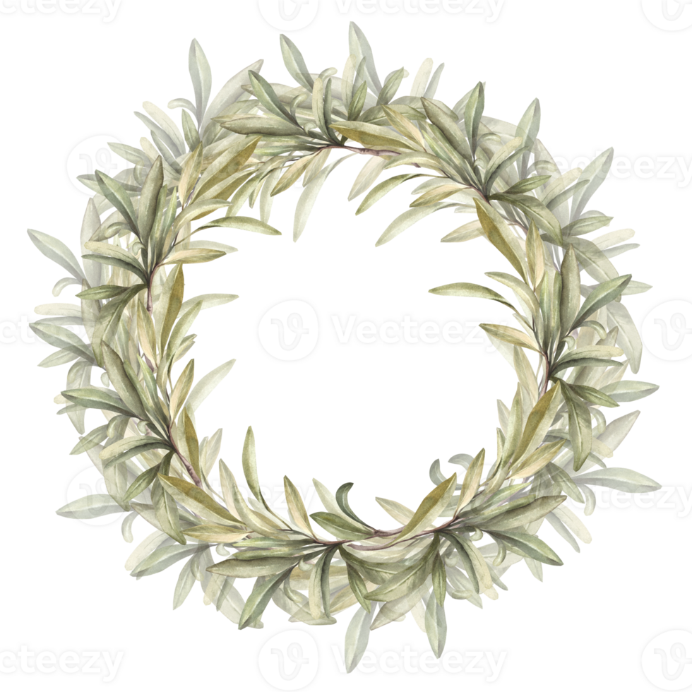 Olive tree branch, fruitless with green leaves. Watercolor floral circle frame, wreath. Botanical laurel leaf. Hand drawn illustration for product label, greeting, wedding card on isolated background png