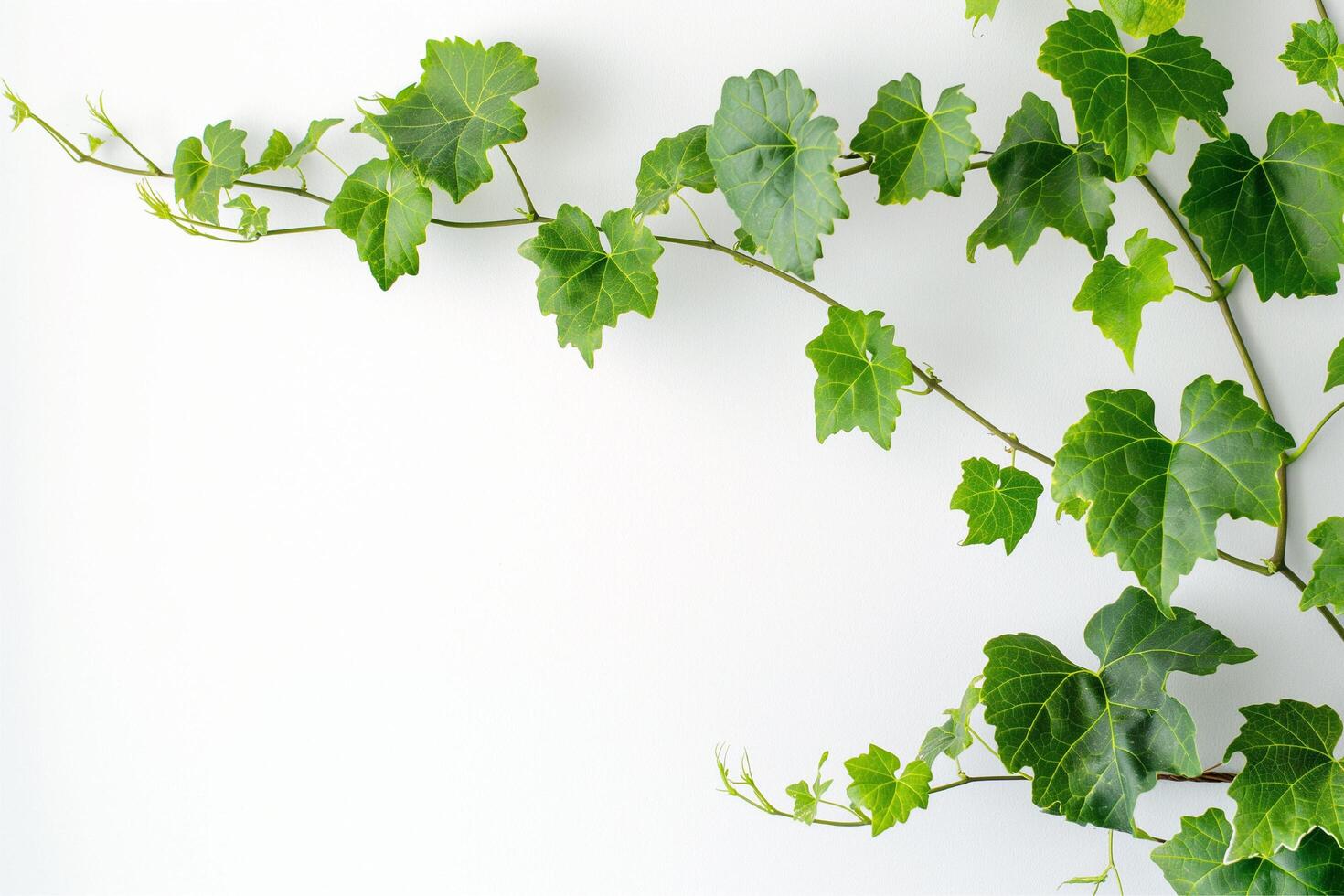 vine is growing on a white background photo
