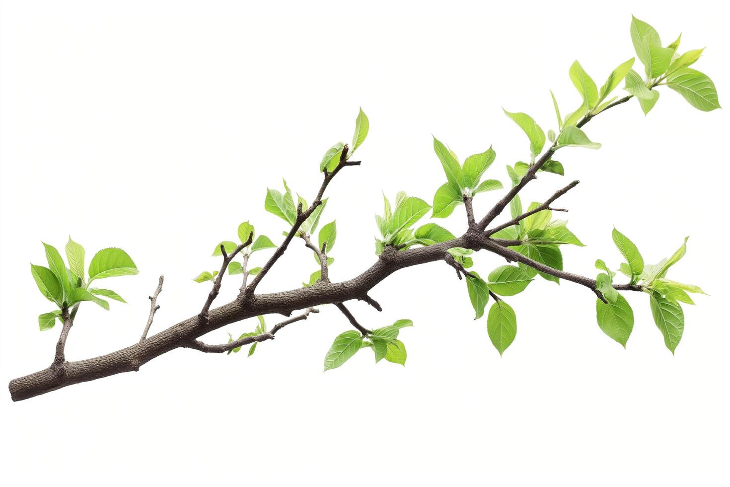 Green tree branch photo