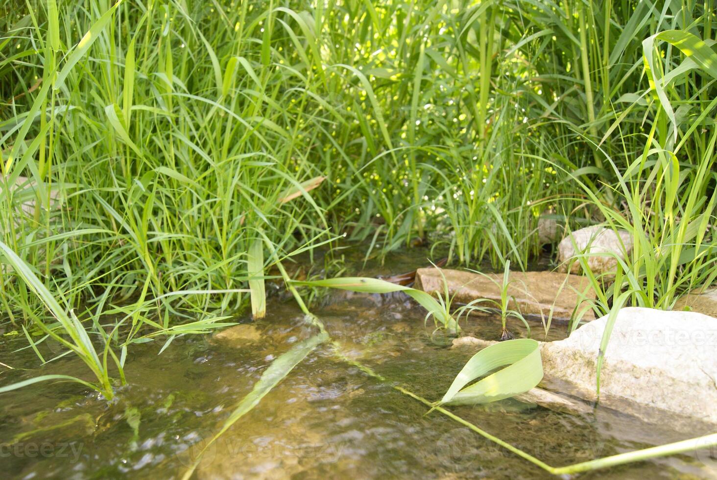 Grassy Creek Bed on a Sunny Day photo