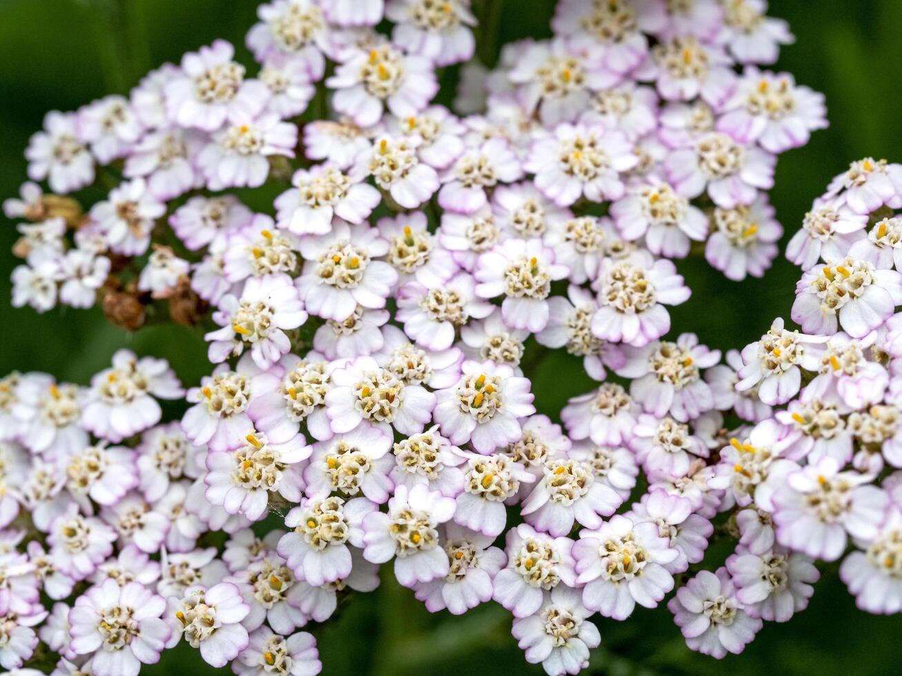 Closeup of white flowers of Achillea Peardrop photo