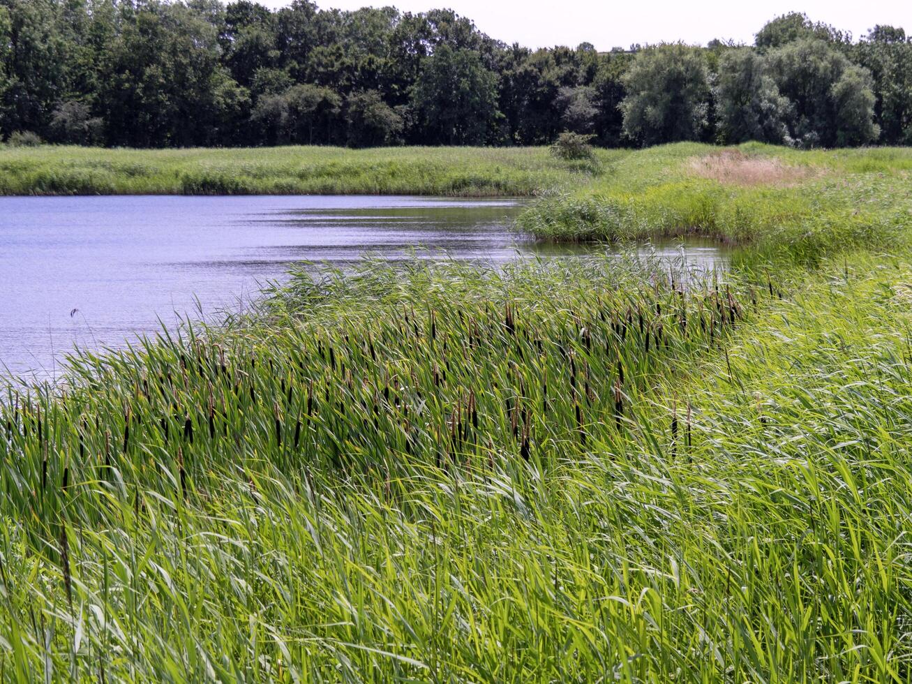 Wetland habitat in Far Ings Nature Reserve, North Lincolnshire, England photo