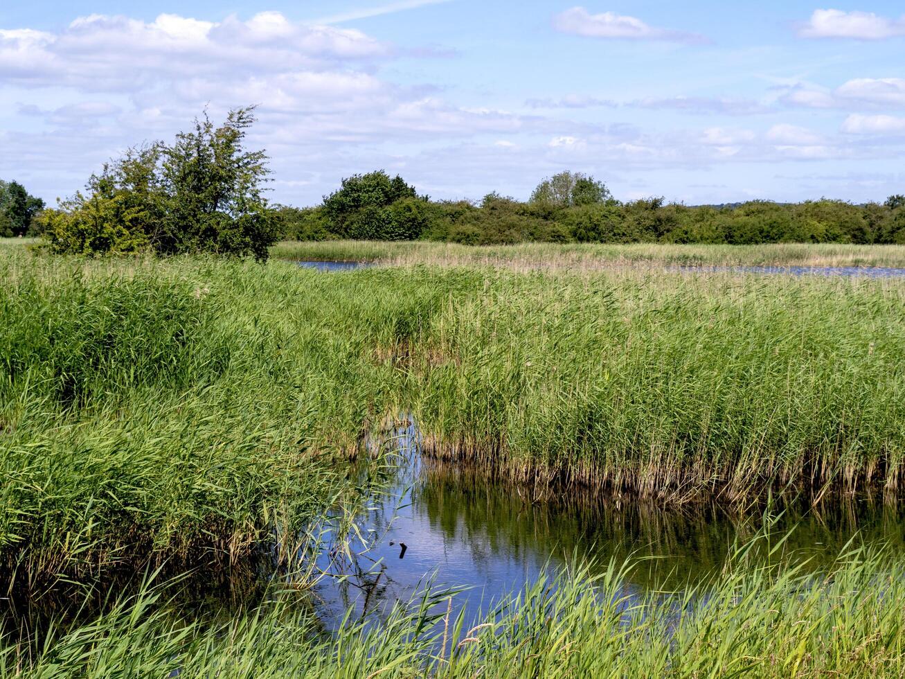 Wetland habitat in Far Ings Nature Reserve, North Lincolnshire, England photo
