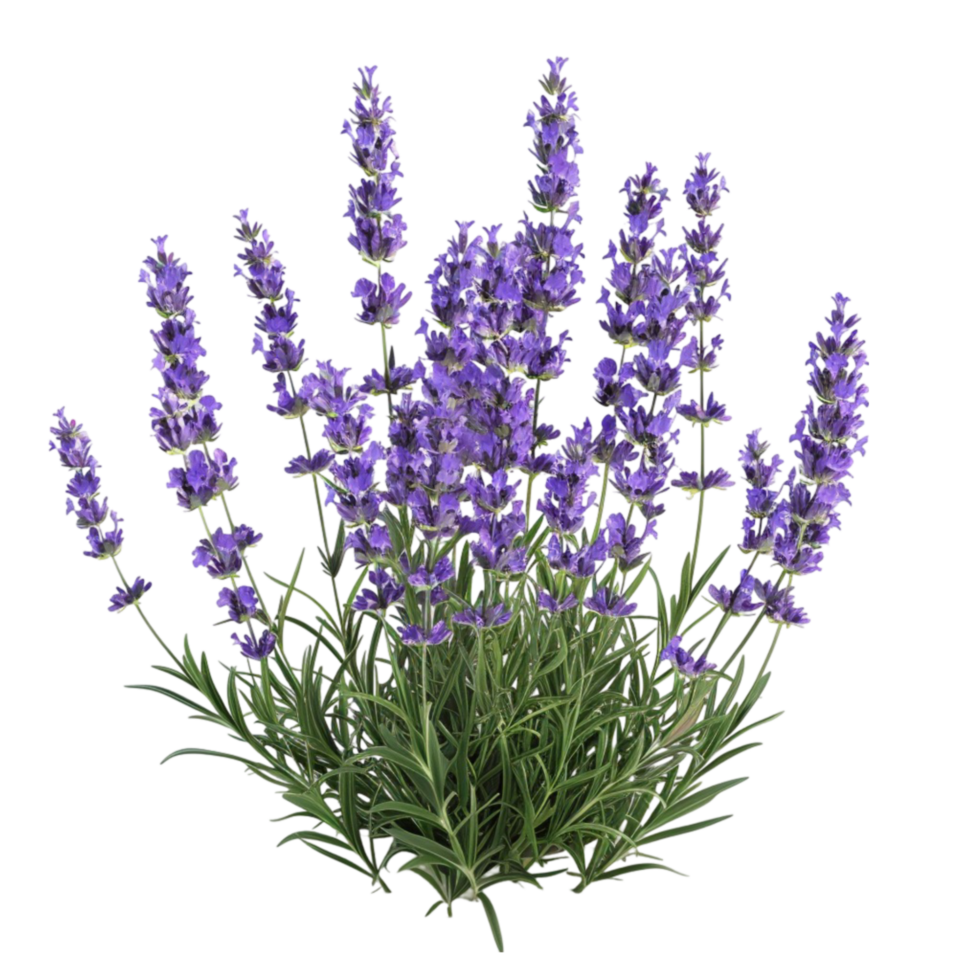 Bunch of Lavender Flowers on Green Stem on Transparent background AI-Generative png