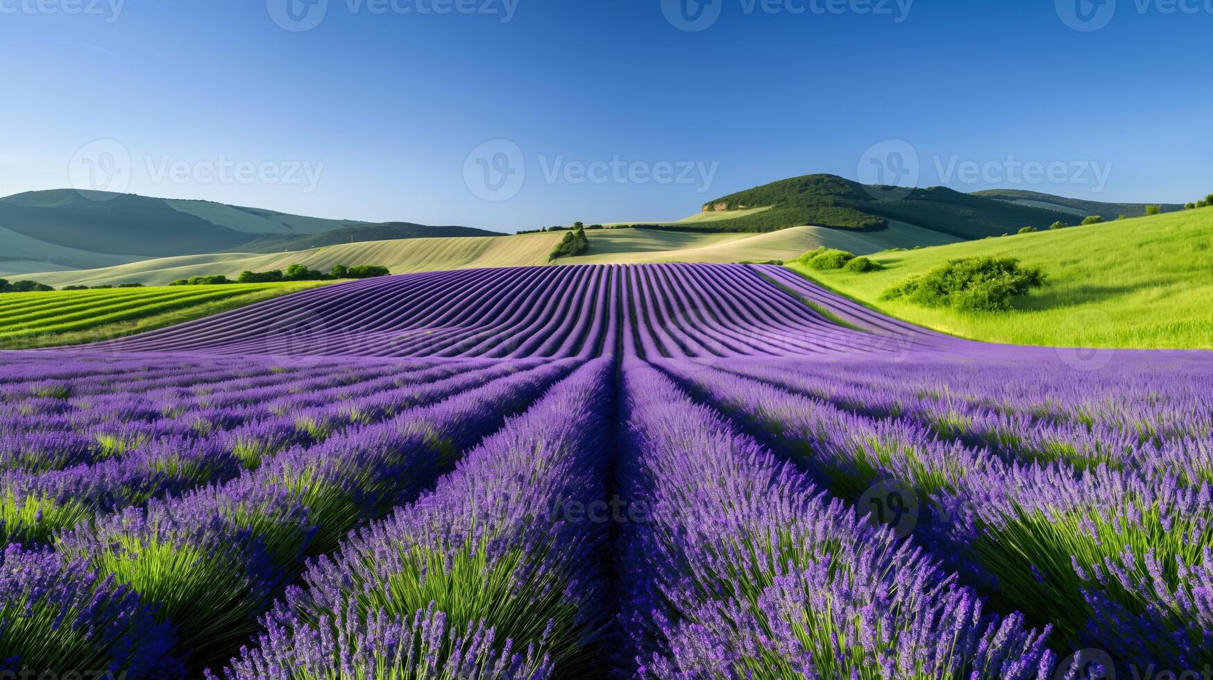 Mentley Farm Lavender
