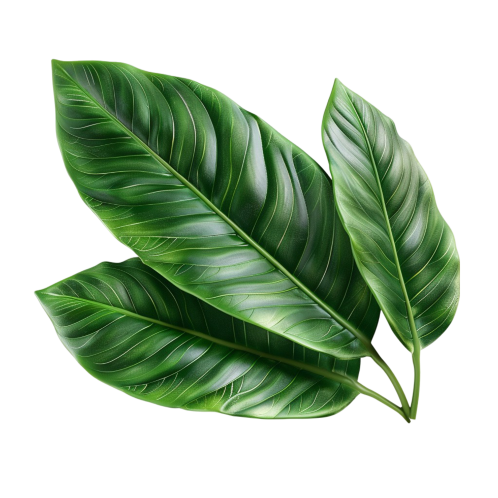 Glossy Green Leaf with Central Vein on Transparent background AI-Generative png