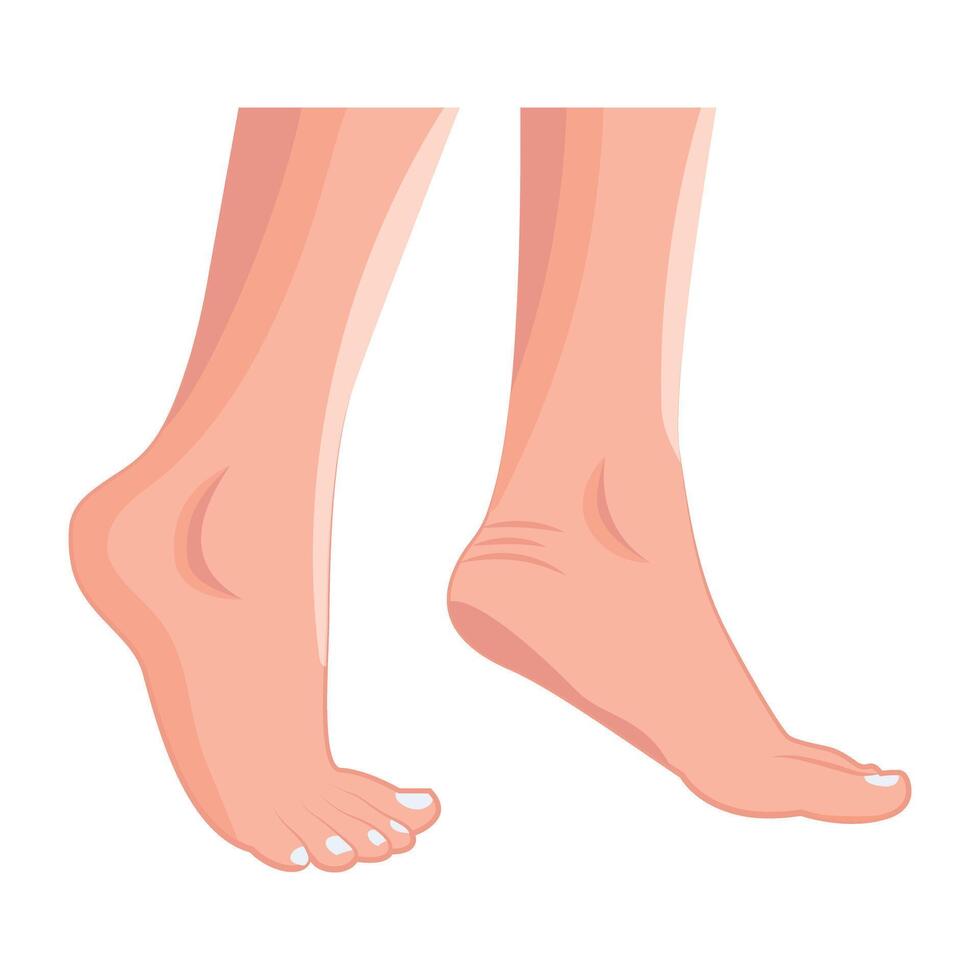 WebA flat style icon of woman feet vector