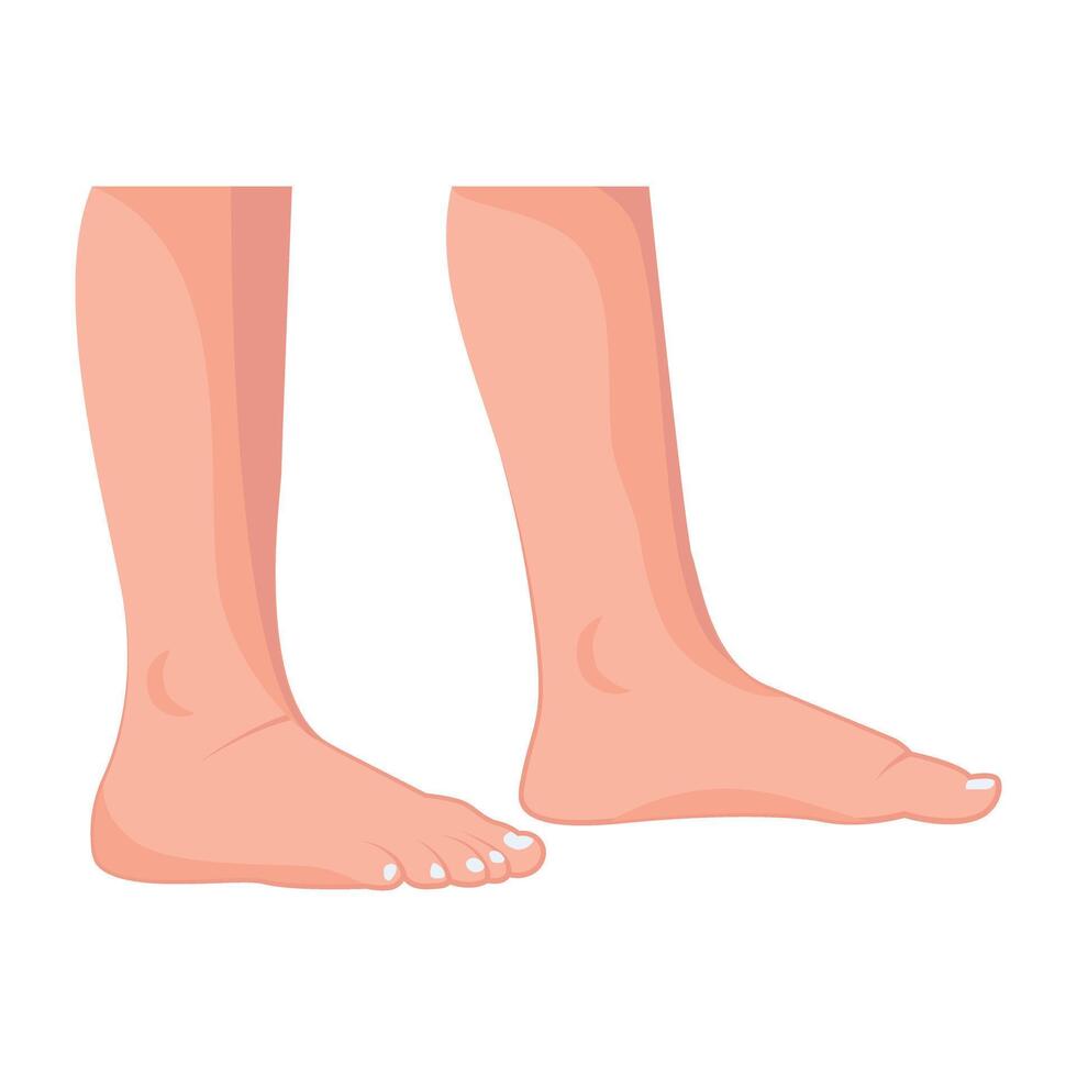 WebA flat style icon showing female soles vector