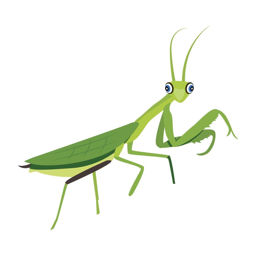 WebA flat style icon of tropical mantis vector