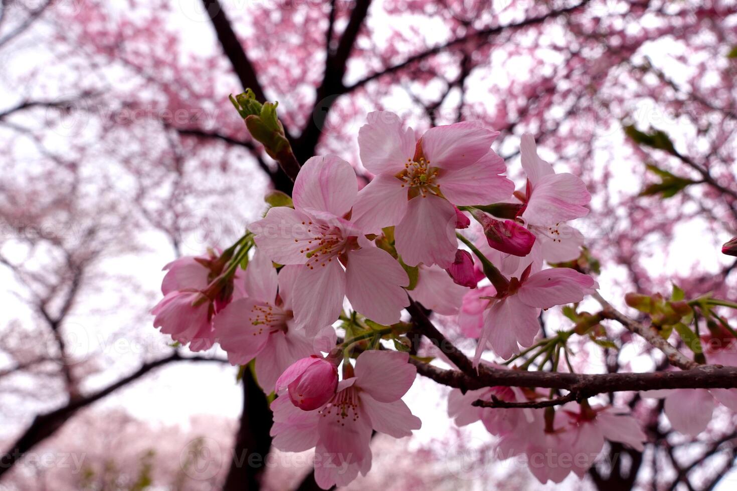 Pink cherry blossoms. A flower that blooms in East Asia. photo
