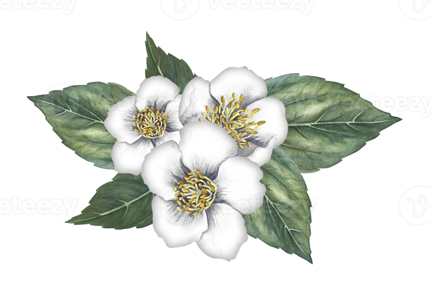 A bouquet of jasmine flowers with leaves. Spring fragrance jasmine. A hand-drawn watercolor illustration. Highlight it. An element for the design of packaging, postcards and labels. png