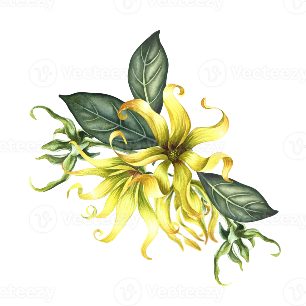 Kananga is fragrant. Ylang-ylang flowers. A bouquet of exotic fragrant yellow flowers with leaves. A hand-drawn watercolor illustration. A design element on an isolated background. png