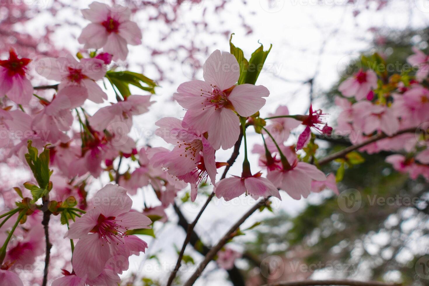Bright pink cherry blossoms in japan. photo