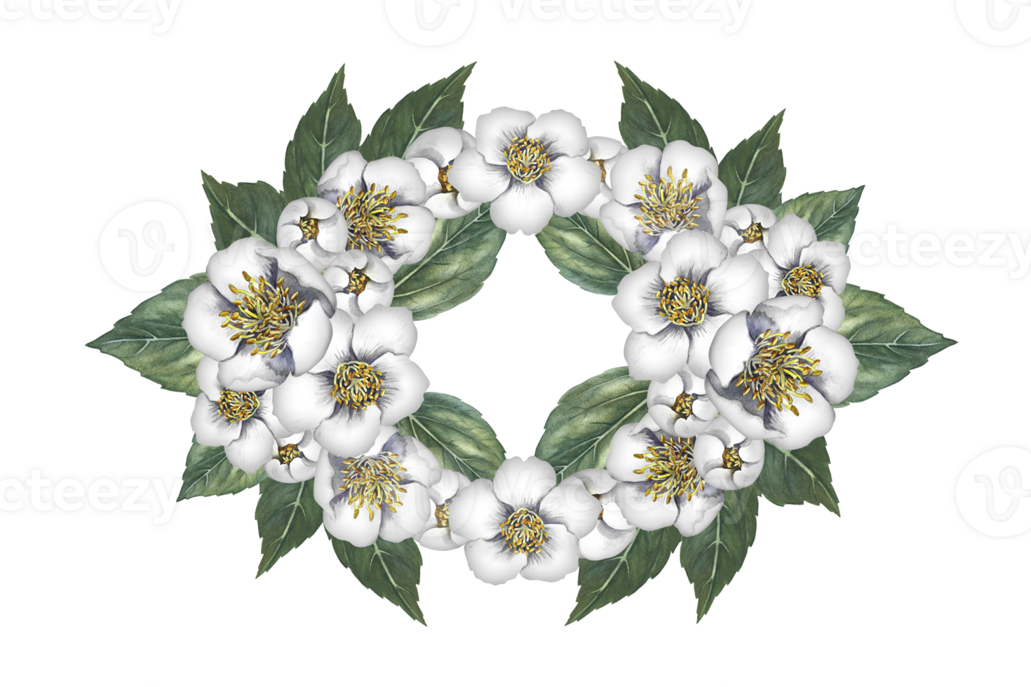 Oval frame with jasmine flowers. A wreath of fragrant white spring flowers. Hand-drawn watercolor illustration. For packaging, greeting and invitation cards and labels. For banners, flyers. png