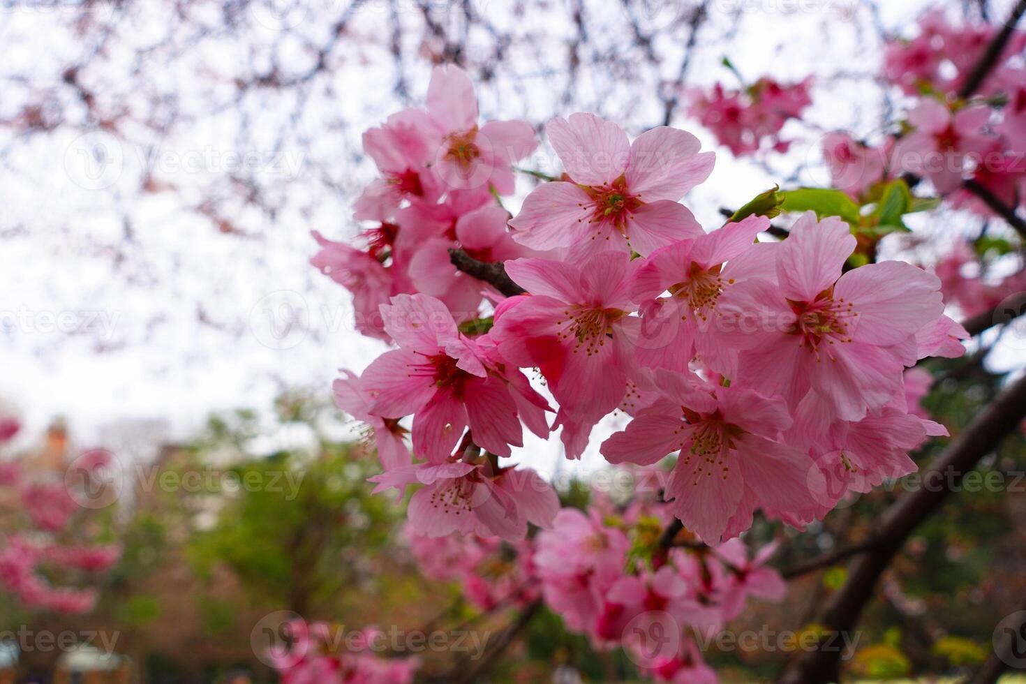 Beautiful cherry blossoms. Japanese sakura. photo