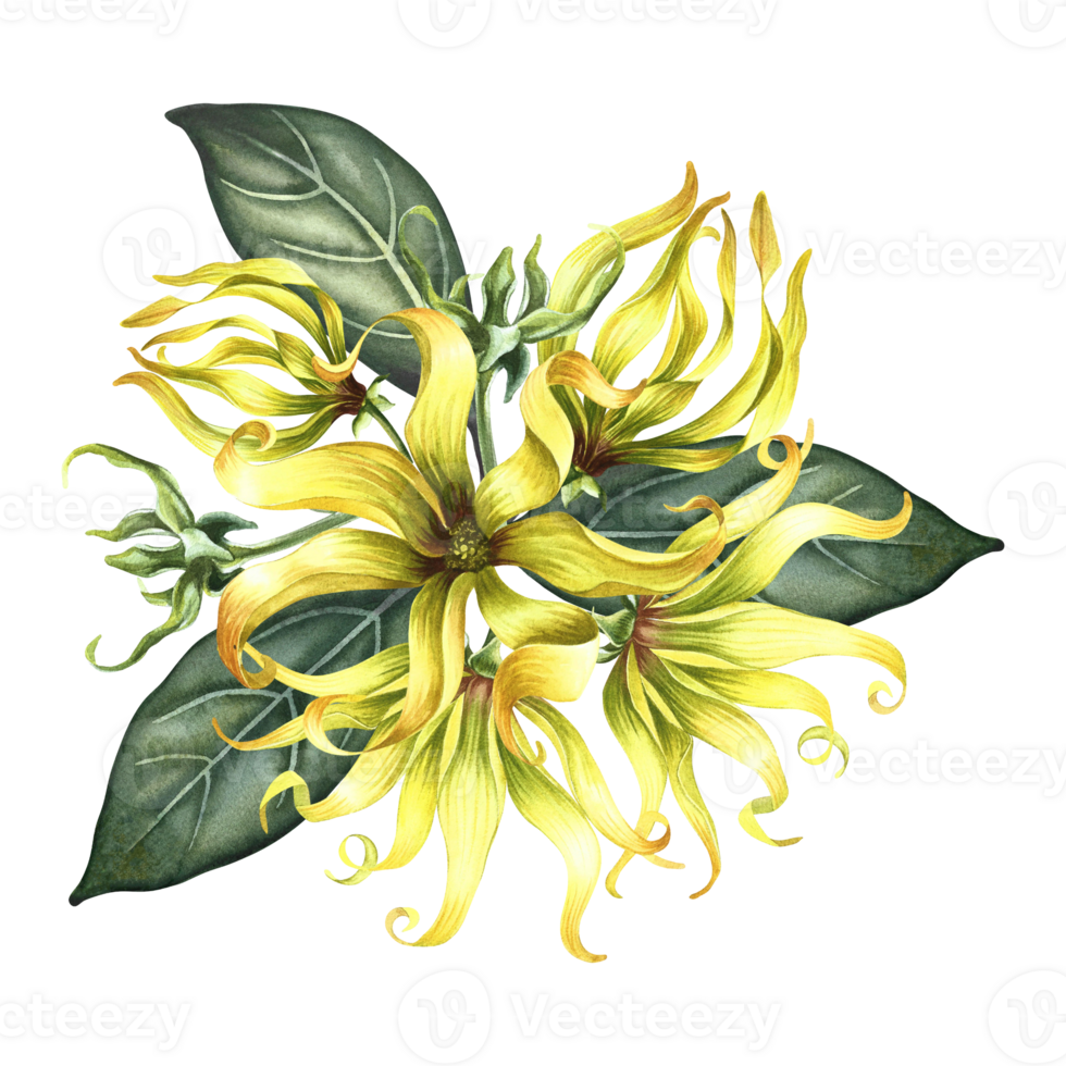 Kananga is fragrant. Ylang-ylang flowers. A bouquet of exotic fragrant yellow flowers with leaves. A hand-drawn watercolor illustration. A design element on an isolated background. png