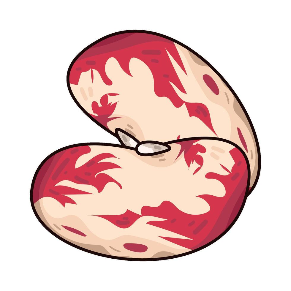Illustration of pinto beans vector