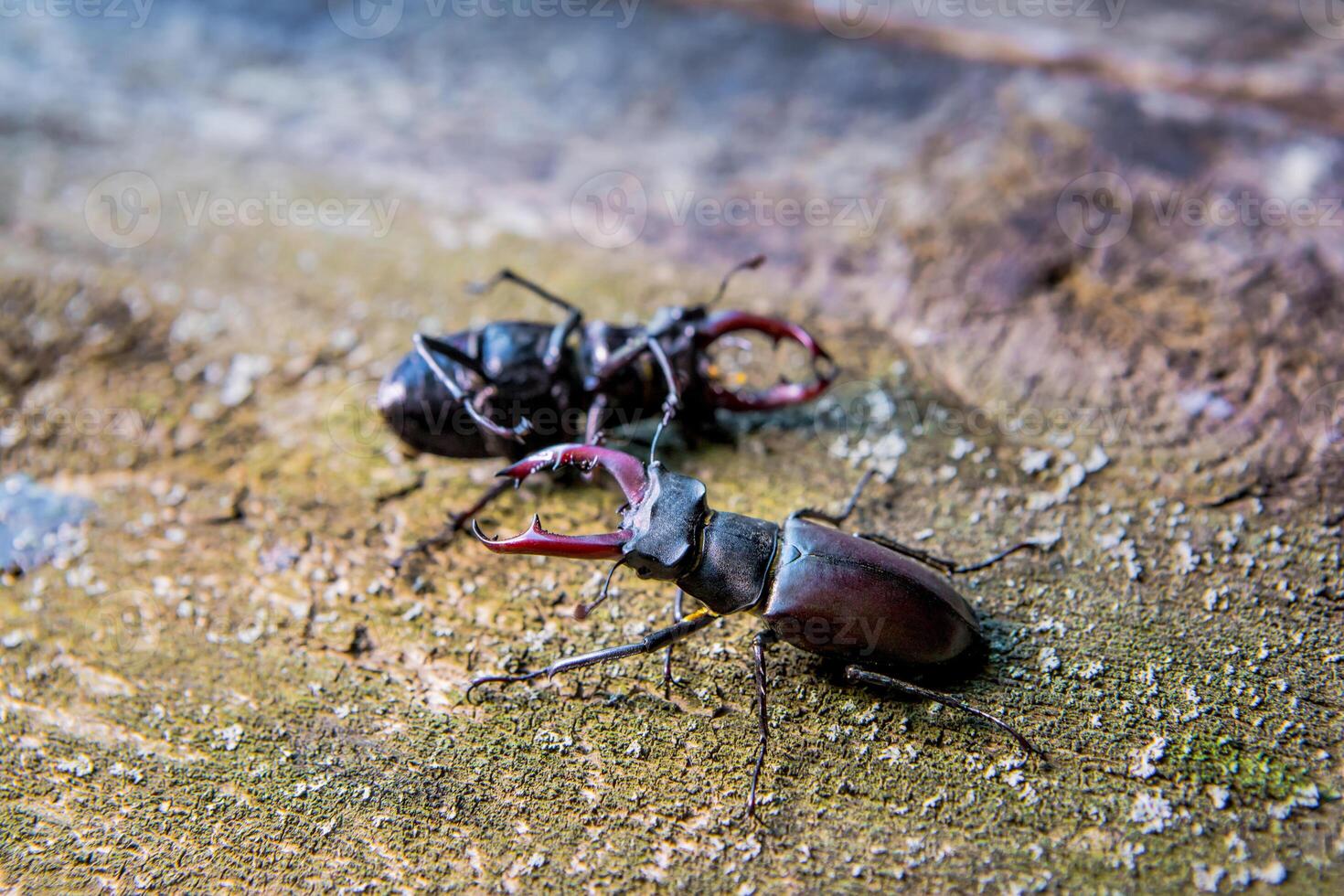Two rhinoceros beetles are fighting against a wooden background. Rhinoceros beetle. Battle Beetle photo
